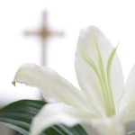 easter-lily (1)