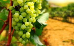 awesome-grapes-full-hd-wallpaper-for-desktop-background-image-free-download